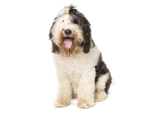 Old english sheepdog and standard hot sale poodle mix